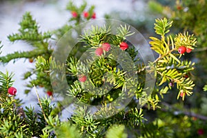 Taxus, yews fruits  on twig closeup selective focus