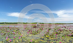 A farmer is harvesting water lily in a flooded field