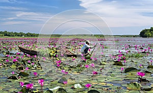 A farmer is harvesting water lily in a flooded field