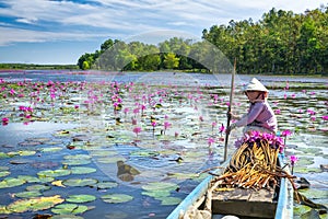 A farmer rowing a boat harvesting water lily in a flooded field on a winter morning