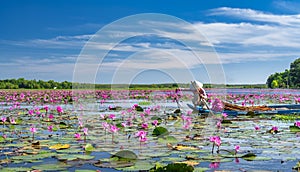 A farmer rowing a boat harvesting water lily in a flooded field on a winter morning