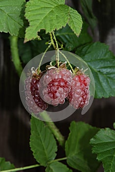 Tayberries on a twig