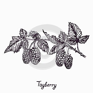 Tayberry branch with berries and leaves, outline simple doodle drawing with inscription