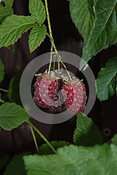 Tayberry fruit between the leavet