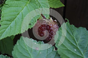 Tayberry fruit in the shade