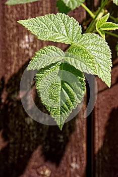 Tayberry leaves â€“ closeup in the sun.