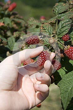 Tayberry picking