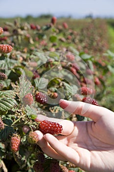 Tayberry picking