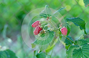 Tayberry - Rubus x TAYBERRY