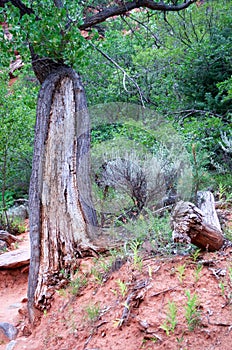 Taylor Creek, Kolob Canyons, Zion National Park, Utah