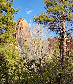 Taylor Creek, Kolob Canyons, Zion National Park, Utah