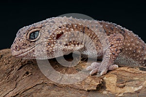 Taylor's gecko