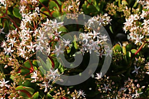 Taylor's Parches (Crassula lactea) in bloom with white flowers : (pix SShukla)