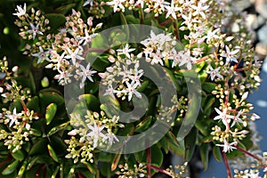 Taylor's Parches (Crassula lactea) in bloom with white flowers : (pix SShukla)