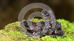 Taylor`s Warted Tree Frog Theloderma stellatum,Beautiful Frog, Frog on the rocks with moss