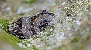 Taylor`s Warted Tree Frog Theloderma stellatum,Beautiful Frog, Frog on the rocks with moss