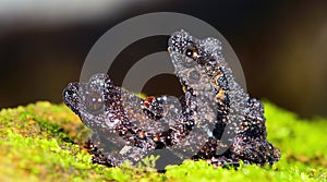 Taylor`s Warted Tree Frog Theloderma stellatum,Beautiful Frog, Frog on the rocks with moss