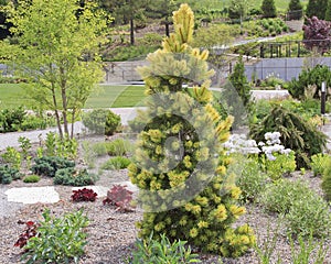 `Taylor Sunburst` Lodgepole Pine, Pinus contorta