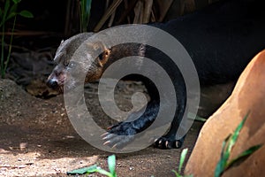 Tayra - Central and South America mustelid