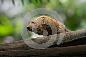 Tayra - Central and South America mustelid photo