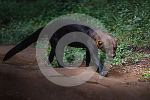 Tayra - Central and South America mustelid photo