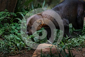 Tayra - Central and South America mustelid photo