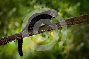 Tayra, Eira barbara, omnivorous animal from the weasel family. Tayra hidden in tropic forest, sitting on the green tree. Wildlife photo