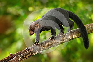 Tayra, Eira barbara, omnivorous animal from the weasel family. Tayra hidden in tropic forest, sitting on the green tree. Wildlife photo
