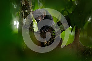 Tayra, Eira barbara, omnivorous animal from the weasel family. Tayra hidden in tropic forest, sitting on the green tree. Wildlife photo