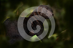 Tayra, Eira barbara, omnivorous animal from the weasel family. Tayra hidden in tropic forest, sitting on the green tree. Wildlife photo