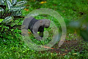 Tayra, Eira barbara, omnivorous animal from the weasel family. Tayra hidden in tropic forest. Wildlife scene from nature, Costa photo