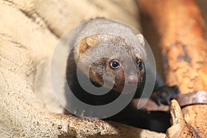 Tayra juvenile photo