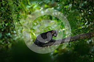 Tayra, small predator in the tropic forest. Tayra, Eira barbara, omnivorous animal from the weasel family. Mammal hidden in junge photo