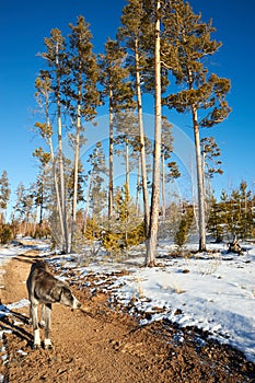 The Tazy, or the Central Asian greyhound, or the Kazakh greyhound, or the Turkmen greyhound, are a breed of hunting dogs.