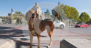 Tbilisi, Georgia, Homeless Dog Stands On Crosswalk To Metekhi Church And Equestrian Statue Of King Vakhtang Gorgasali On