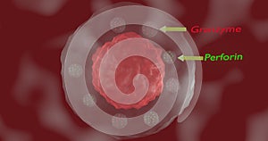 Tc lymphocyte or Tc cell in 3d illustration