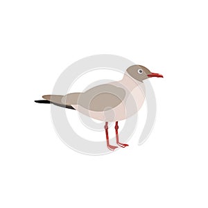 The seagull. Sea birds in the style of flat.