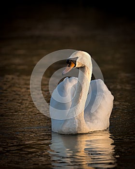 Tchaikovsky's Swan