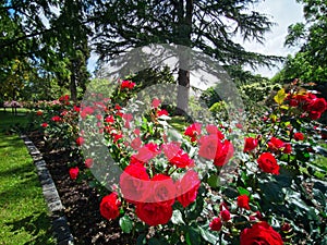 Te Awamutu Rose Gardens in Spring Waipa Waikato New Zealand NZ