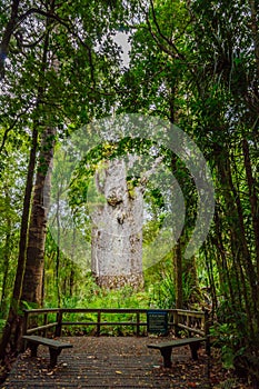 The Te Matua Ngahere kauri tree in the Waipoua Forest