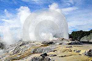 Te Puia Geyser - Rotorua