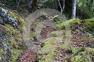 Te Urewera National Park