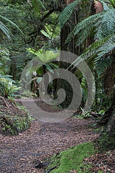 Te Urewera National Park forest walk