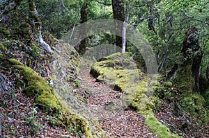 Te Urewera National Park walk