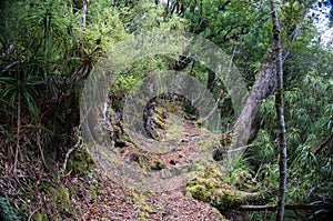 Te Urewera National Park walk