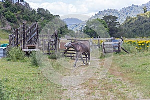 Te Urewera Park with a horse and mountains on background in a summer time