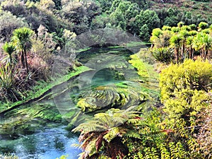 Te Waihou Blue Spring in New Zealand