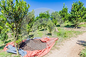 Tea being dried near Kalaw town, Myanm