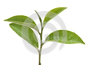 Tea branch