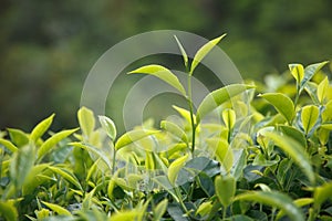 Tea bud and leaves